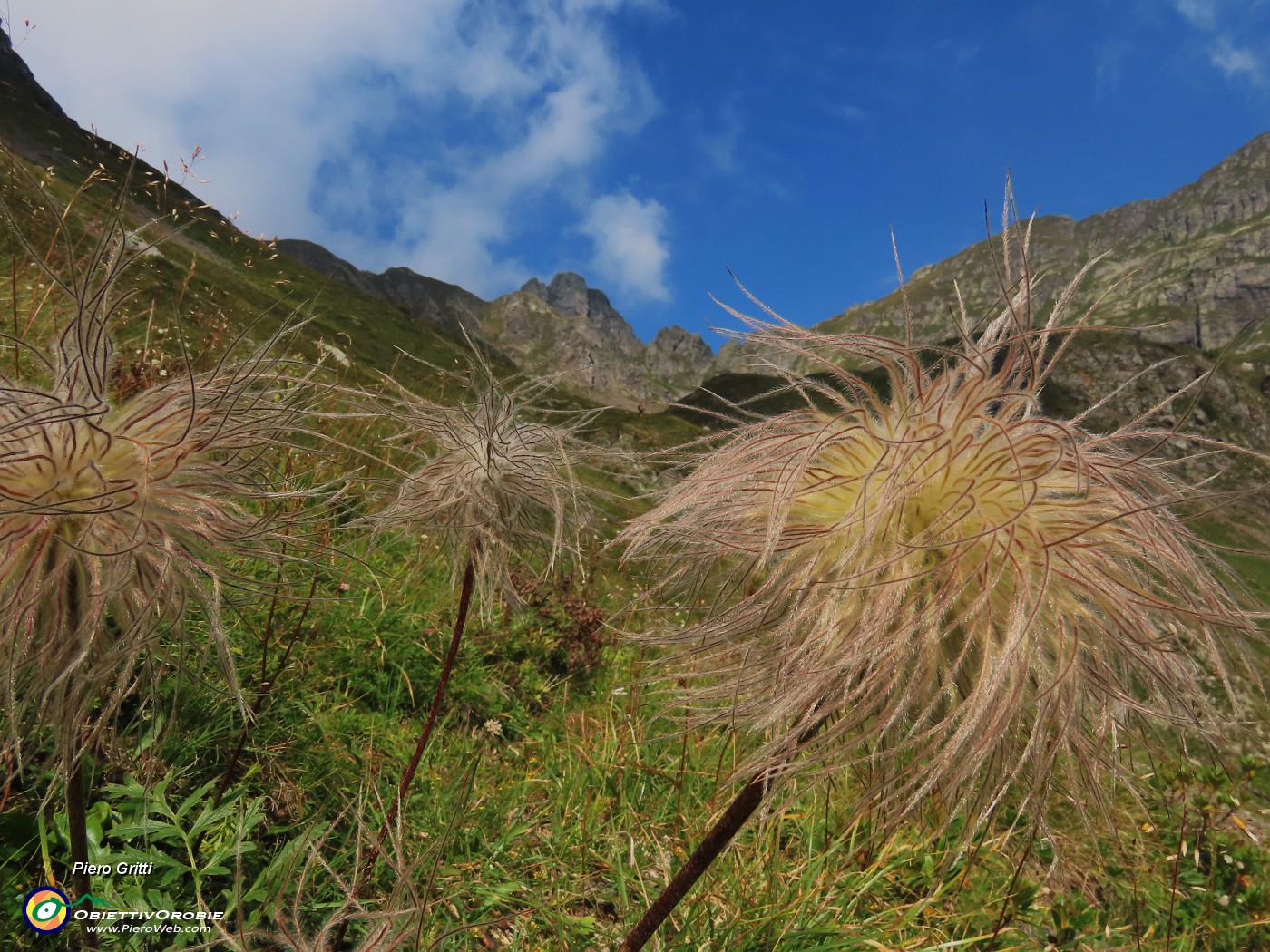 23 Pulsatilla alpina in fruttescenza.JPG